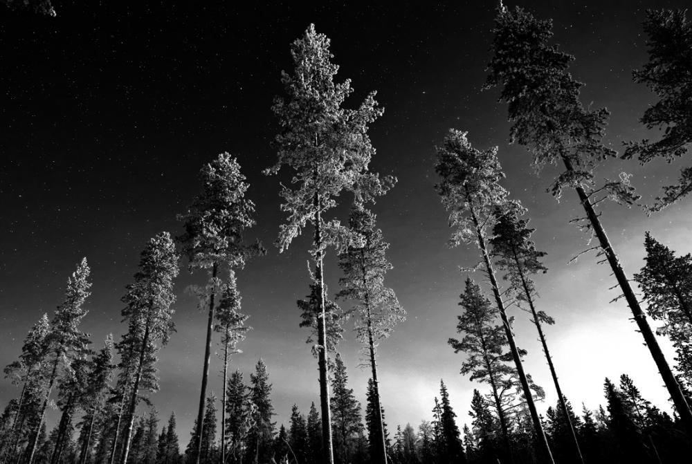 Our locations - Finland trees in forest 